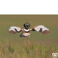 گونه زنگوله‌ بال Little Bustard